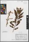 Foto von Salix triandra L.